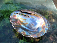 Stainless Steel Abalone Shell
